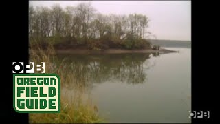 Sauvie Island in the 90s [upl. by Osi]