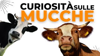 Alla scoperta delle Mucche  Documentari di animali per bambini [upl. by Yeargain]