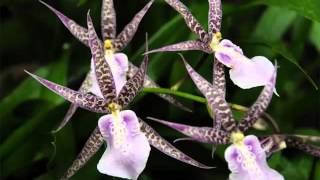 Brassia Orchid  Identify Breed By Picture  Flower Brassia Orchid [upl. by Checani]