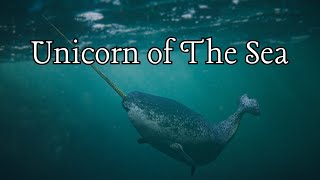 Narwhals The Unicorns of the Sea [upl. by Heisel]