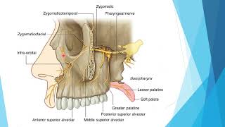 6 pterygopalatine fossae [upl. by Wiburg34]