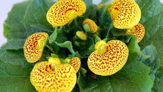 Cómo cultivar Calceolaria Híbrida Dr Matta  TvAgro por Juan Gonzalo Angel [upl. by Maguire576]