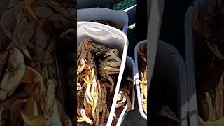 What A Haul Dockside Charters Depoe Bay OR saltwater dungenesscrab ocean [upl. by Mill]