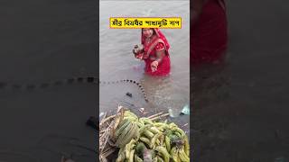 Deadly💀 Venomous🧪 snake🐍 Banded Krait Arrived During Chhath Puja 2024 shorts snakevideo wildlife [upl. by Martha]