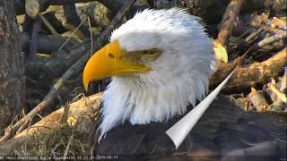 AEF DC Eagle Cam 41818 Week in Review April 8  14 2018 [upl. by Hultgren608]