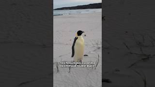 Emperor penguin travels 2000 miles from home [upl. by Shaughn]