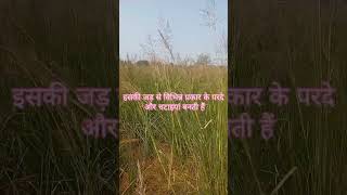 grass vetiveria shortsbetayoutube sitapur [upl. by Amasa]