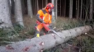 Husqvarna 560XPComplete felling of a 130yearold tree [upl. by Geof814]