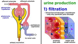 The Urinary System [upl. by Nrehtac]