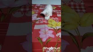 Cute kitten playing with laser beam  hot cute pet [upl. by Pepito]