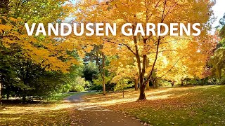 VanDusen Gardens virtual 4K autumn walk in Vancouver BC Canada [upl. by Pippy]