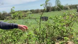 Primocane blackberries  how they’re different pruning considerations — PART 2 [upl. by Mcneely]