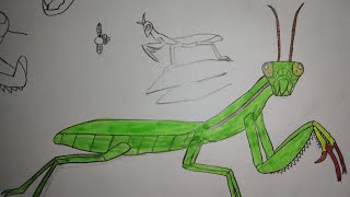 Sound EffectsquotFictionalizedquot European Mantis [upl. by Kooima]