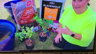 Planting Blueberries in pots that have good drainage gardencompost fertilizer soil garden ho [upl. by Llejk816]