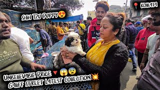 Cheap Price Dog In Kolkata  Gallif Street Pet Market Kolkata  Recent Dog Puppy Price Update  Dogs [upl. by Greenstein]