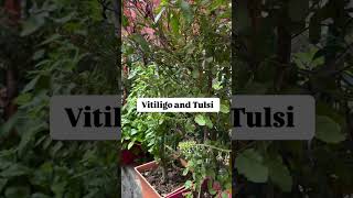 This Beneficial Herb Can Change Everything for Vitiligo Patients  Dev Uthani Ekadashi Special [upl. by Furie]