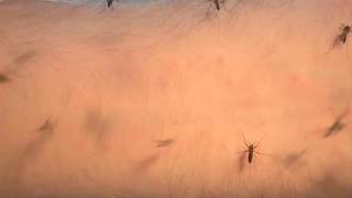 Mosquito blood feeding timelapse 2 [upl. by Valerye]