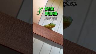 Day geckos handle IT problems gecko lizard reptiles cuteanimals funnyanimals funnyshort [upl. by Lytsirk120]