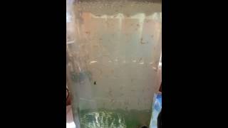 My Brine Shrimp Tank and Water Quality [upl. by Sibylla787]