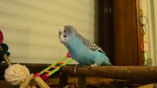 Super cute budgie bobbing his head [upl. by Ayela]