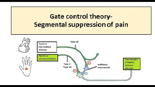 Gate Control Theory Of Pain [upl. by Ordnasil]