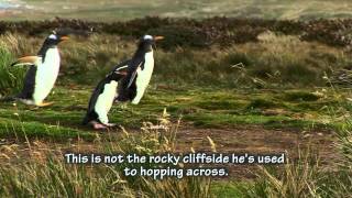 The Story of the Lost Little Rockhopper Penguin raw audio [upl. by Topper]