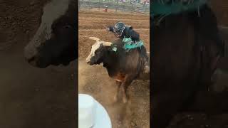 Unbelievable Spanish Bullfighting The Ultimate Bull Riding Competition BullfightingSkills [upl. by Phelia193]