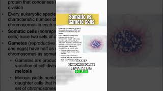 Somatic Cells 🫀vs Gametes 🥚 Mitosis or Meiosis [upl. by Merideth]