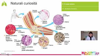 C1 Il corpo umano  Struttura e funzione [upl. by Ordnazil960]