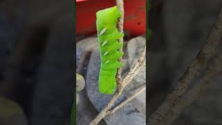 Caterpillar stage of the Vine Sphinx Moth [upl. by Jariv]