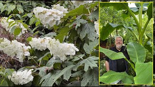 HORTENSIA À FEUILLES DE CHÊNE  ARBUSTE SPECTACULAIRE ET PASSEPARTOUT Le Quotidien du Jardin N°410 [upl. by Bealle703]