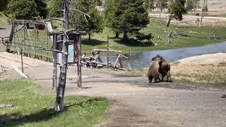 Bear Attacks Drags and Kills Bison in Yellowstone National Park [upl. by Rebba977]