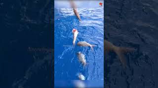 Deep Sea Fishing for Rosy Snapper fishing fishingvideo oceanfishing [upl. by Elumas87]