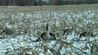 Wing Flapping and Moving Goose Decoy Wing Waver Decoys [upl. by Clayborne]