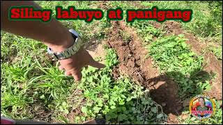 INTER CROPPING SILING LABUYO AT PANIGANG SA CALAMANSI [upl. by Delphine]