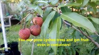 How to grow Lychee trees and get delicious fruit with Jason Pepe httpwwwpepesplantscom [upl. by Slemmer]