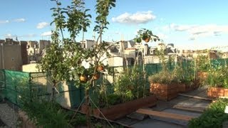 Des potagers commencent à pousser sur les toits de Paris [upl. by Fredra]