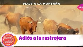 Toros para todos Viaje a la montaña adiós a la rastrojera [upl. by Etram]