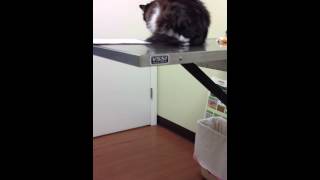 My cat seriously hates going to the vet Part 1 [upl. by Jarret]