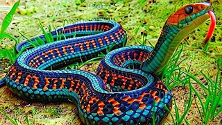 10 Most Beautiful Snakes In The World [upl. by Lavena]