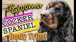 Grooming a Cocker SpanielBreed Standard Trim [upl. by Sarine151]