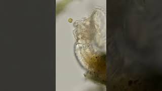 24k year old animal revived by Scientist [upl. by Guenzi97]