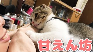 甘える→触る→寝る！な子猫【スコティッシュフォールド】【Scottish Fold】 [upl. by Hawkins]