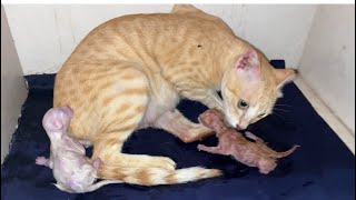 My cat giving birth to 3 cute kittens 🐱 pregnant cat [upl. by Levitan]