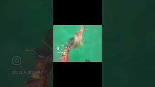 Speared a nice hogfish hogfishsharkfishingfreedivingspearfishingdivingspearfishingflorida [upl. by Berlin]