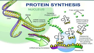 Protein Synthesis12Biology Molecular Basis of Inheritance [upl. by Anastasio]