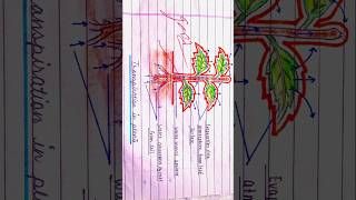 How to make simple diagram transpiration in plants class 10 ncert art drawing shorts [upl. by Erolyat292]