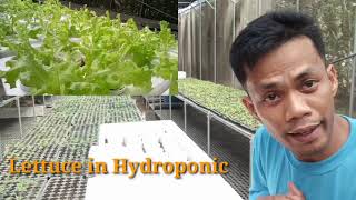 Growing Lettuce In Hydroponics Using Masterblend formulaKratty Method [upl. by Anale48]