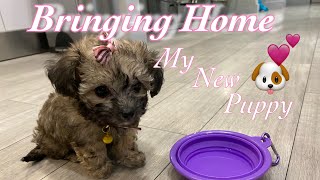 BRINGING HOME MY NEW Maltipoo PUPPY Puppy Vlog [upl. by Ring]