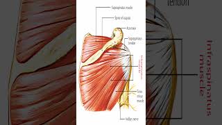 Anatomy Infraspinatus Muscle Shorts [upl. by Amedeo546]